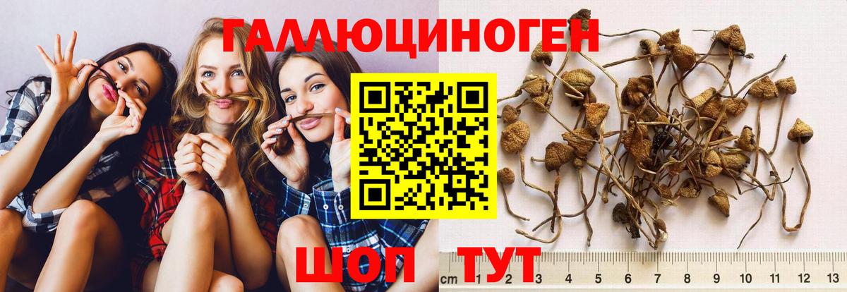 Менделеевск  купить   Галлюциногенные грибы Cubensis  Вход с VPN  Псилоцибиновые грибы мицелий 